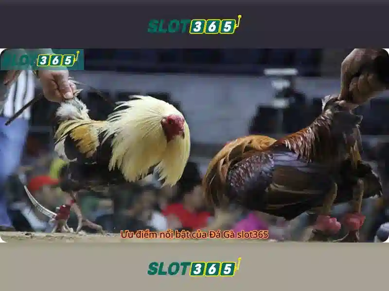 Slot365 - Nền tảng đánh bạc trực tuyến uy tín