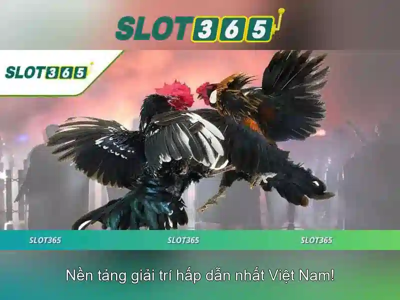 Slot365 – Nền tảng chơi slot trực tuyến